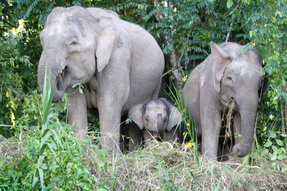 Pygmy Elephants, Kinabatangang River, Borneo, Malaysia